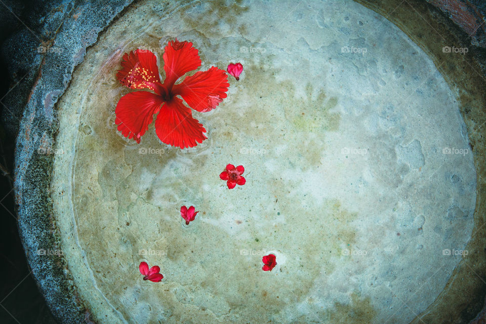 Red flowers