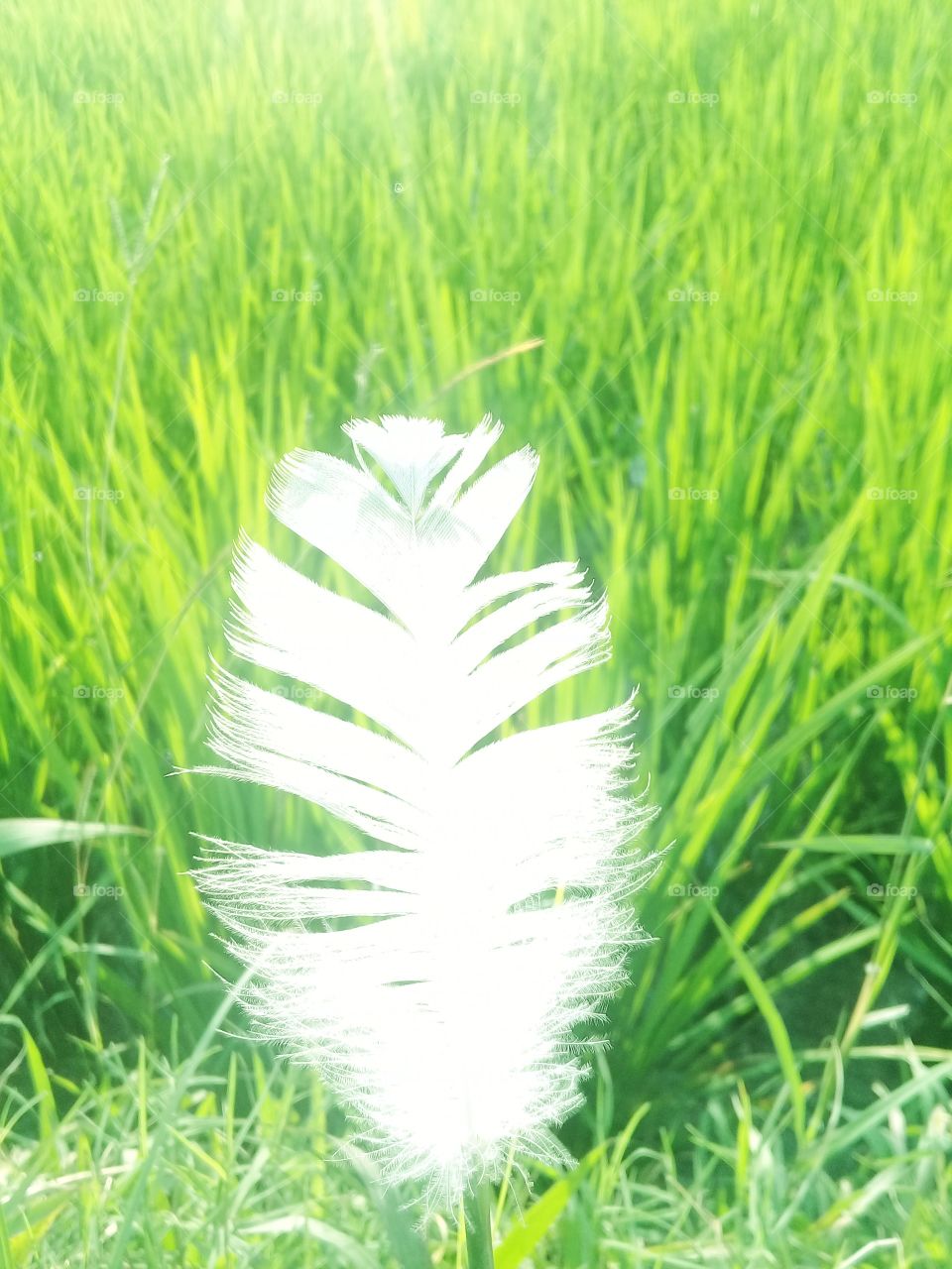 bird feathers on the grass