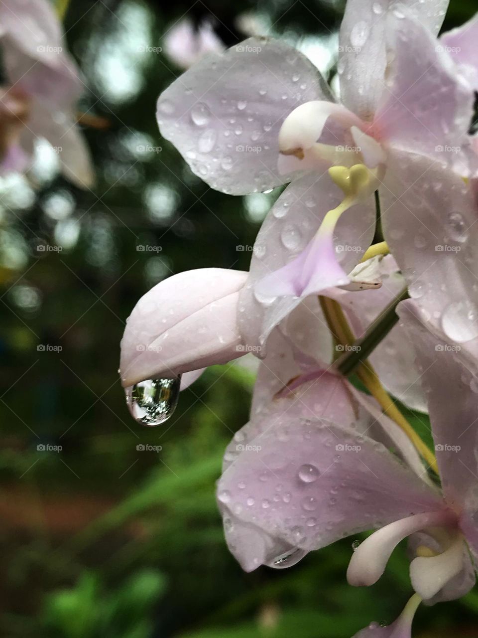 Orchids and drops