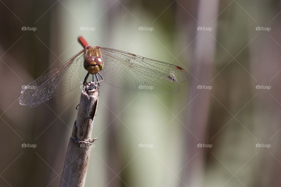 Dragonfly Close-Up