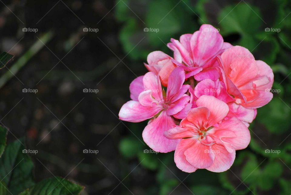 Geranium