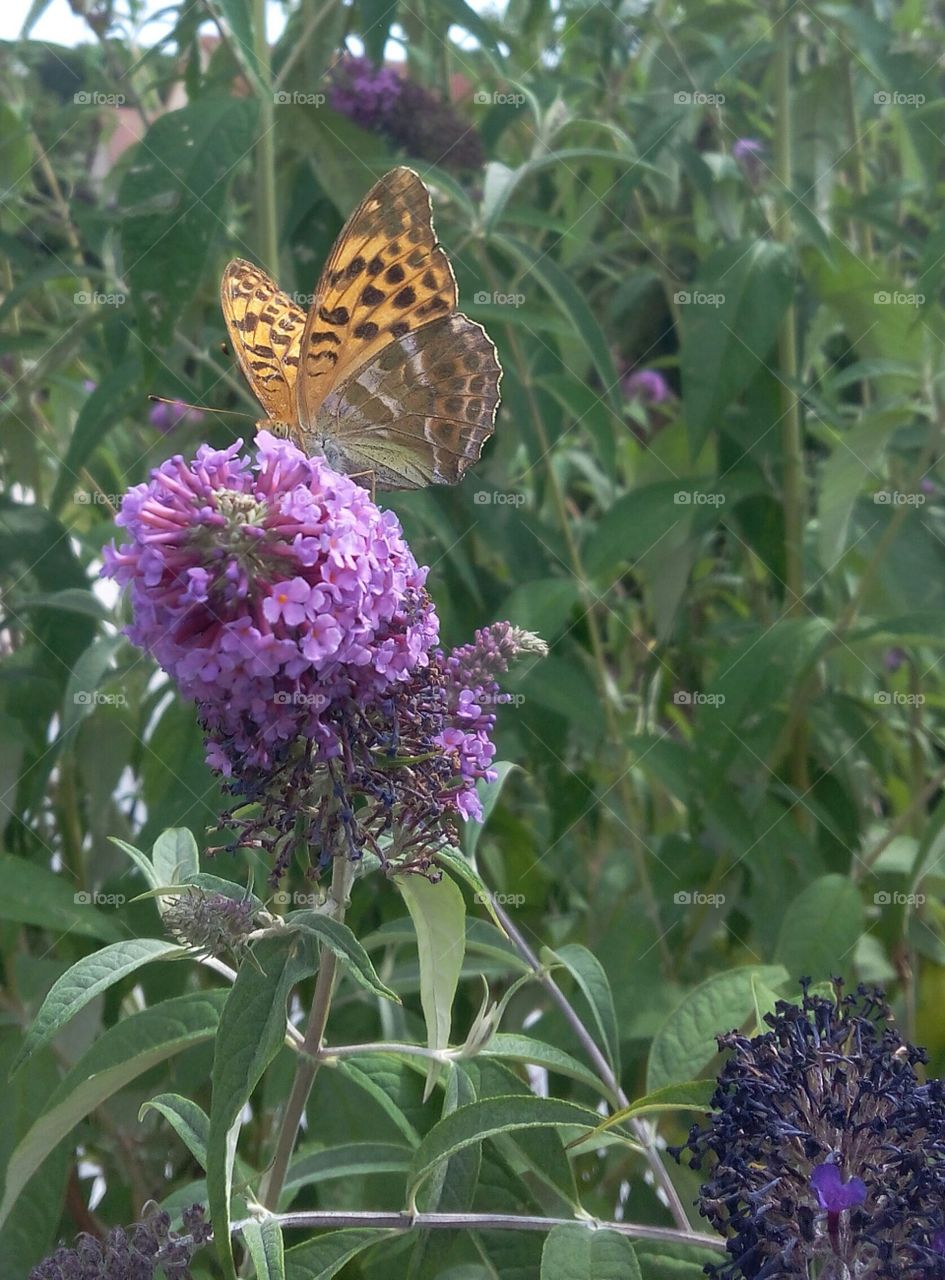 Butterfly on buddleia