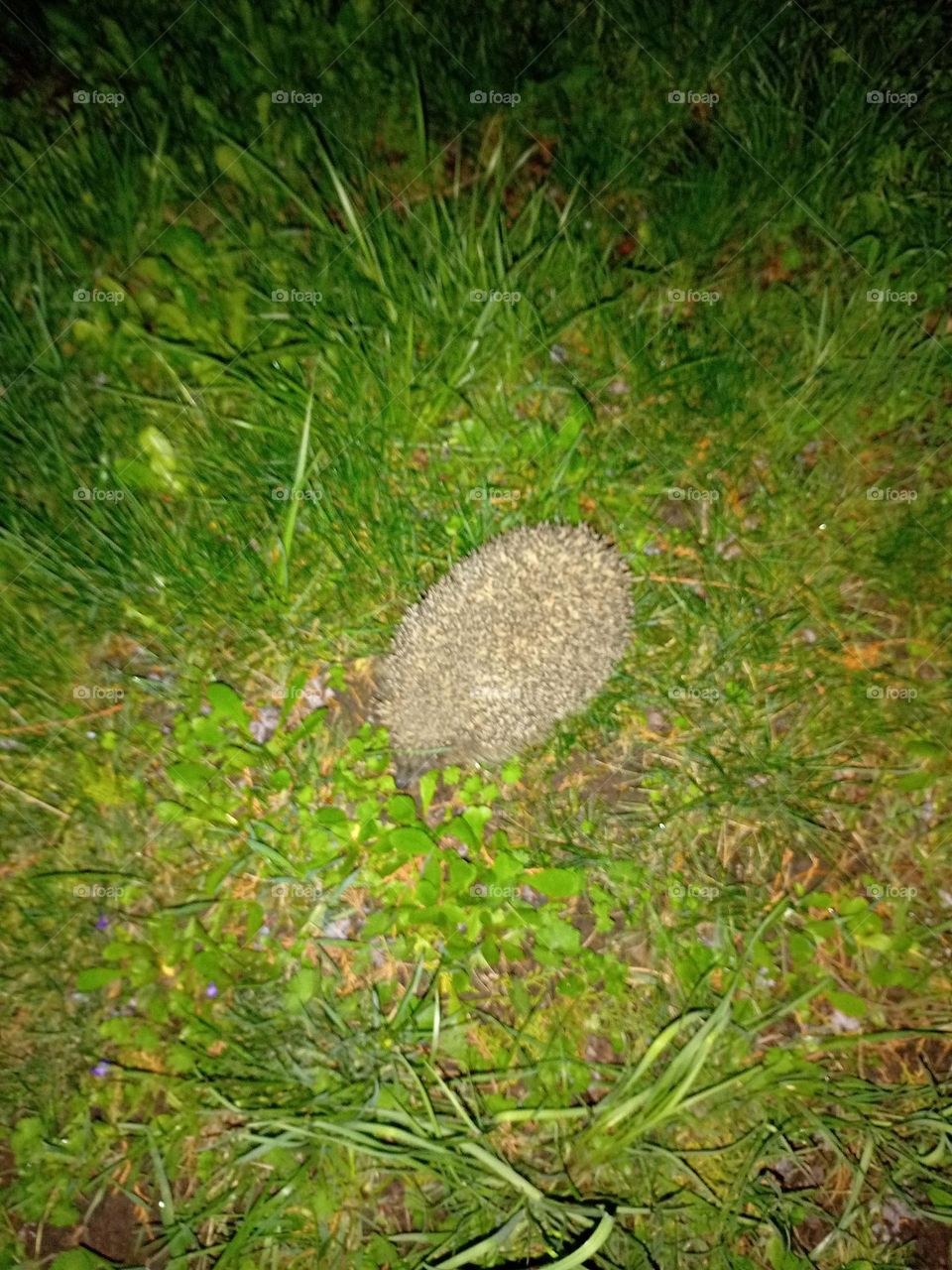 hedgehog