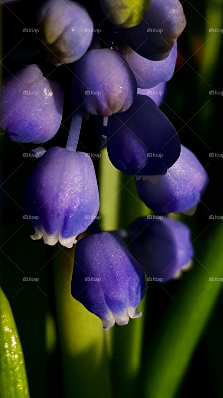 Grape hyacinth flower.