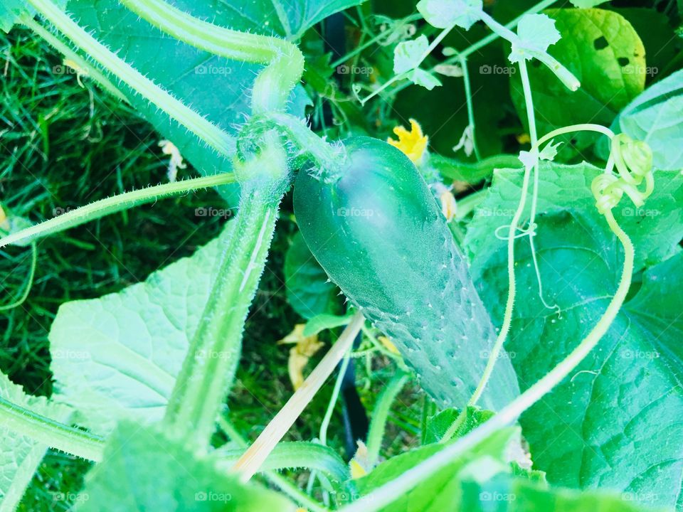 Fresh organic cucumber garden