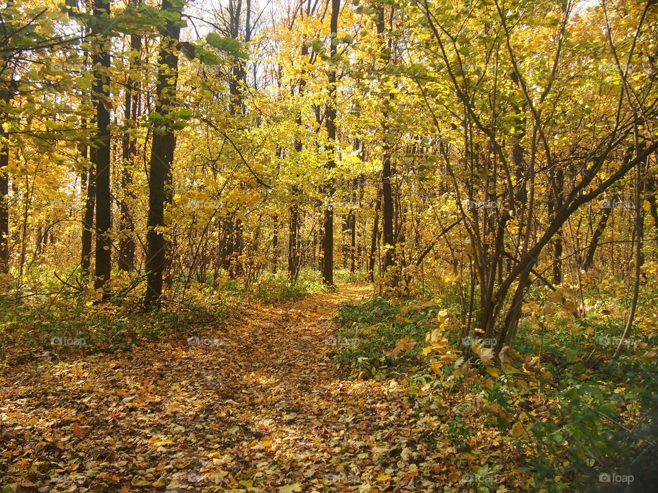 A path in the park, covered with fallen leaves.
