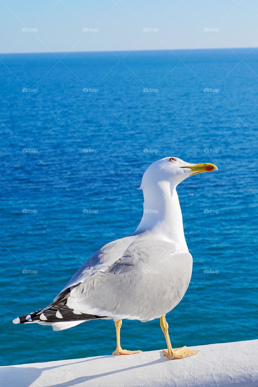 beautiful seagull
