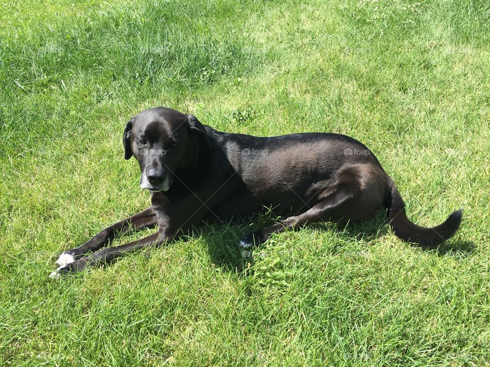 Dog enjoying the warm sun