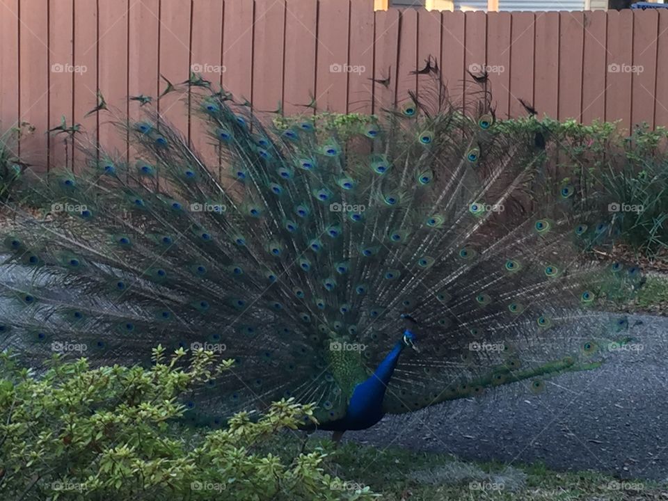 An open tailed peacock at Apopka County Park. 