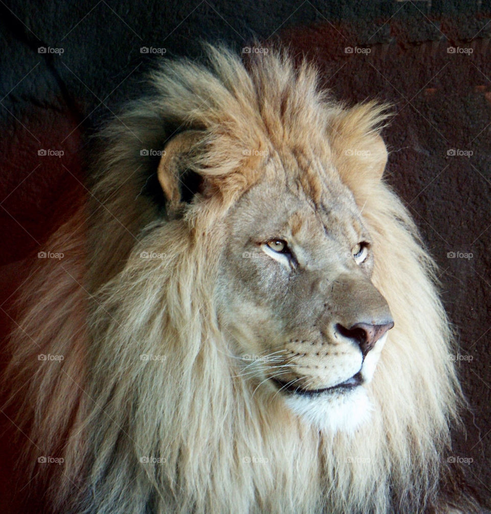 animal eyes wild lion by landon