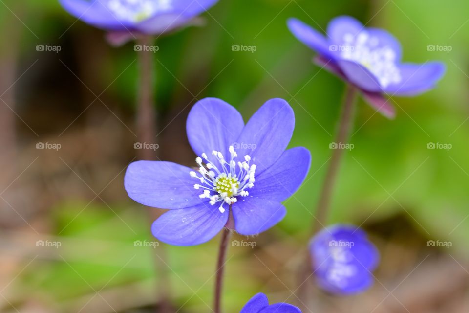 Elevated view of anemone flower