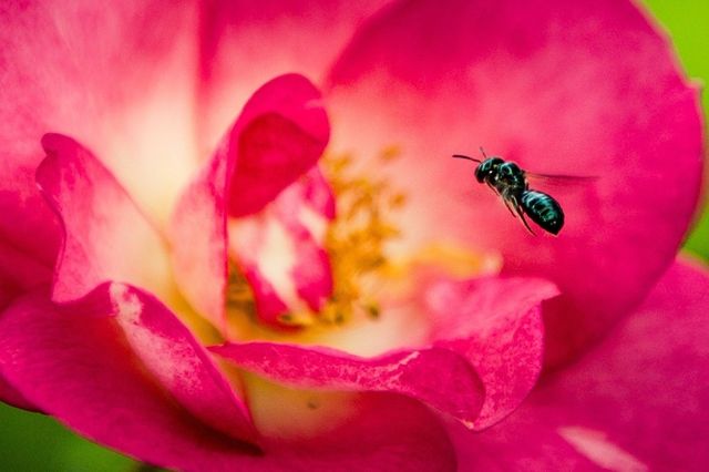 Nearly Wild Rose 
