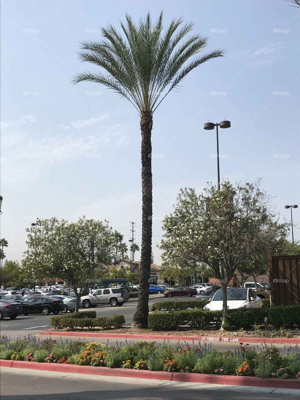 A tall palm tree, along with two short trees, at the entrance to the parking lot of the shopping center. 