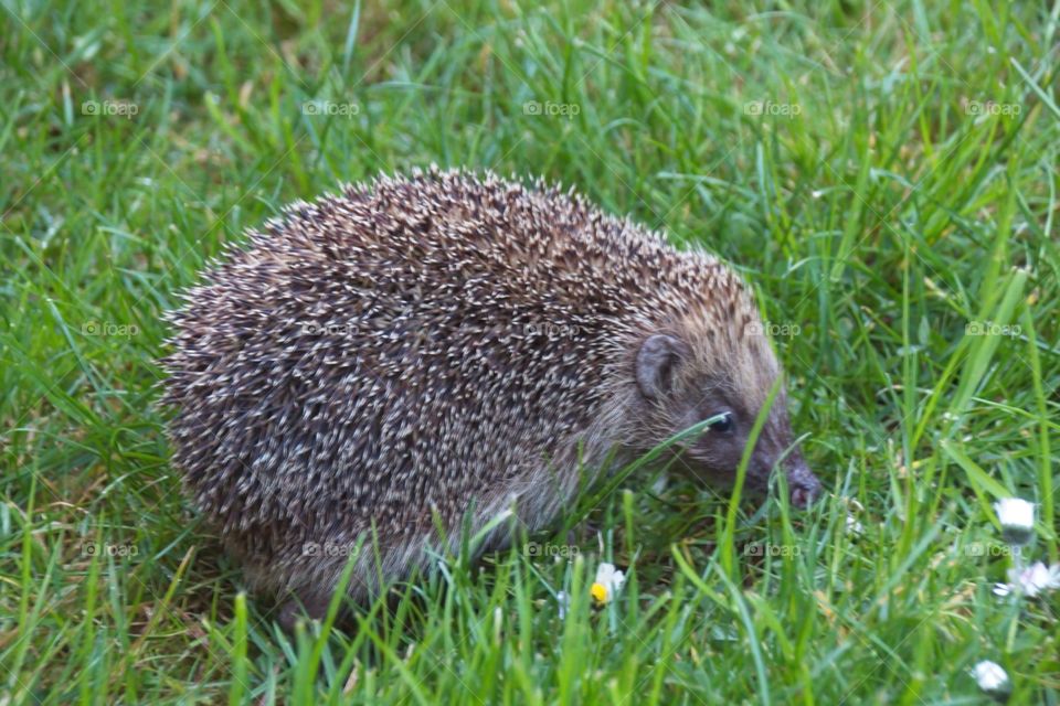 hedgehog in the grass