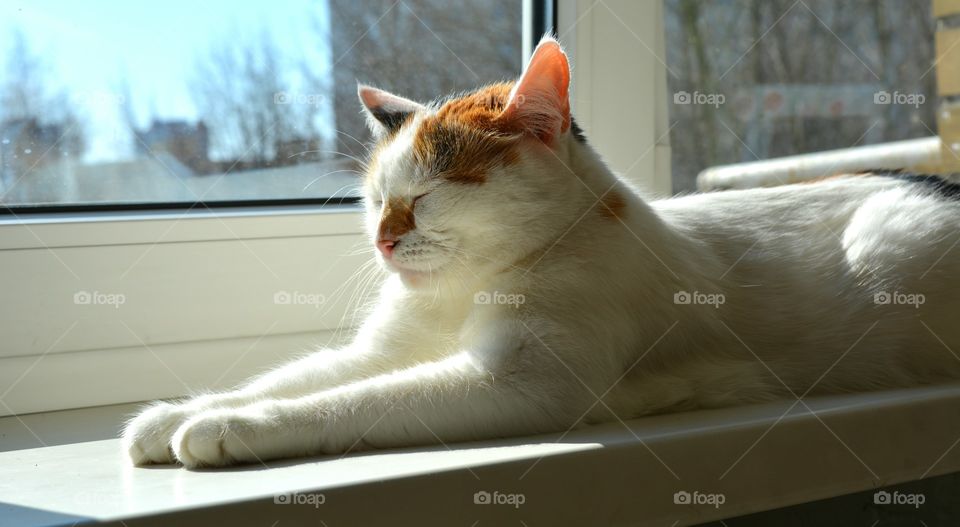 Cat, Pet, Portrait, Domestic, Animal