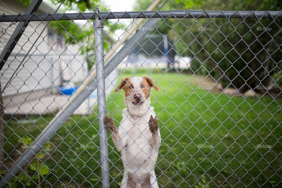 dog on fence