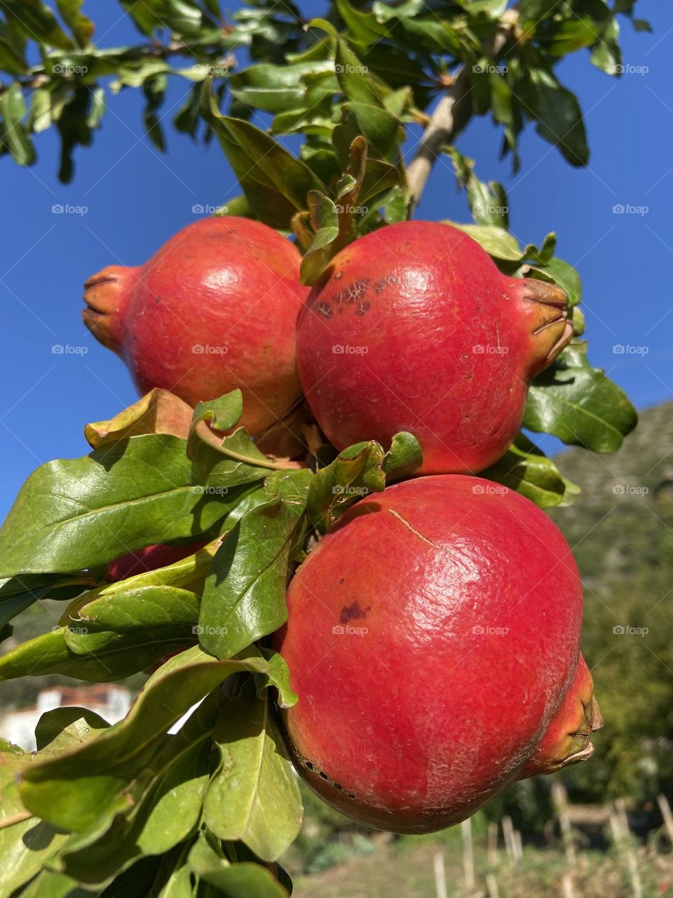 Pomegranates in the crisp blue sky of autumn.