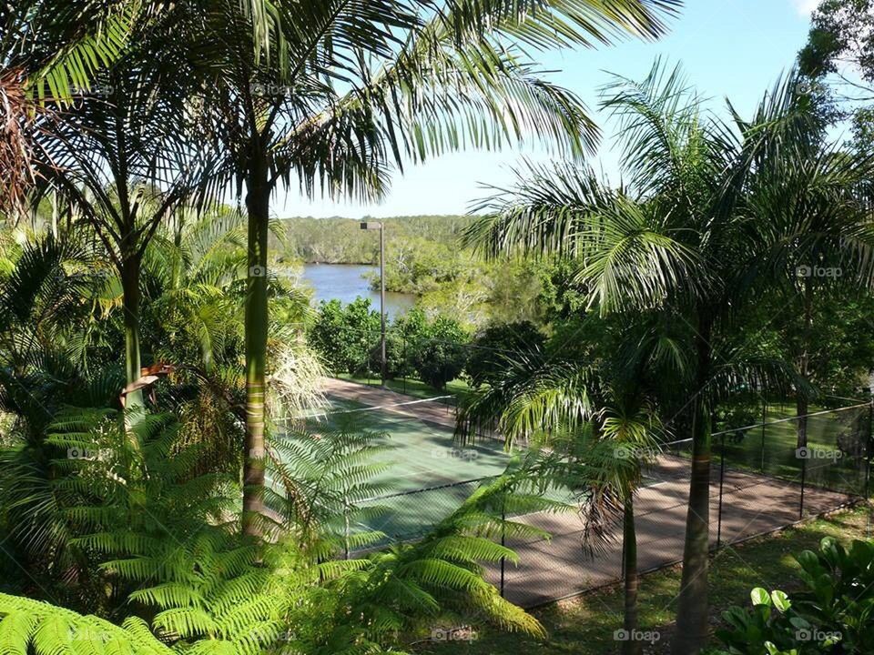 Palm Trees and Tennis Court