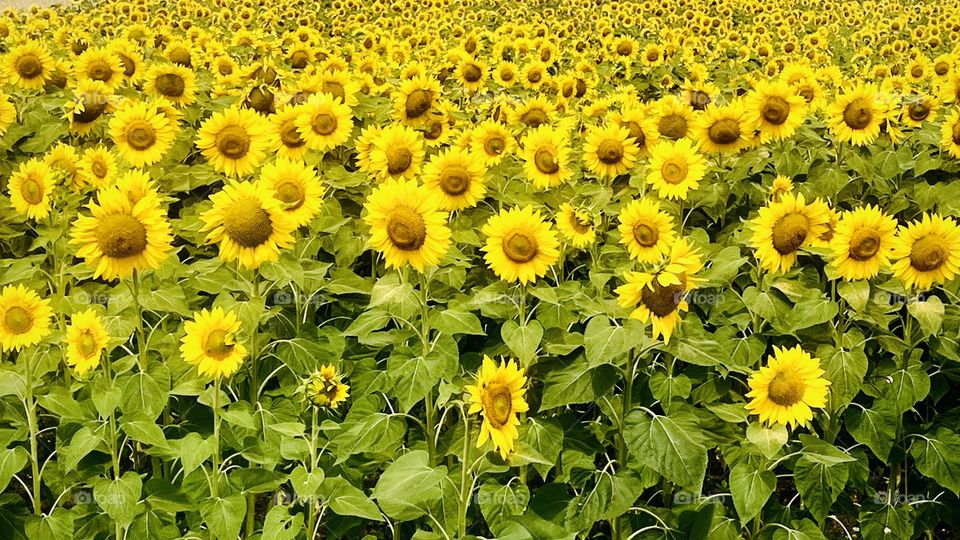 Sunflowers 