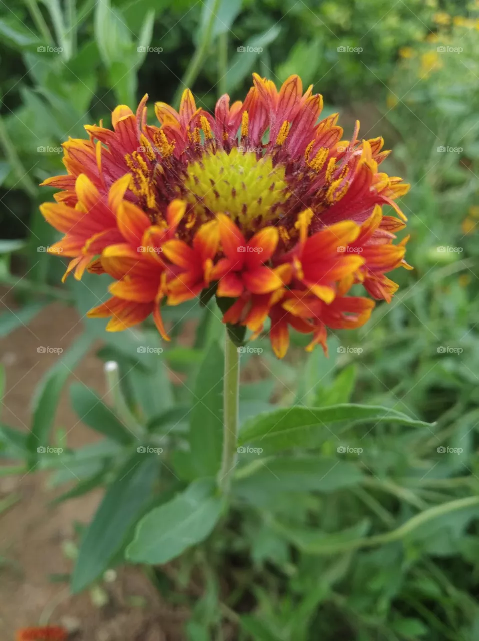 orange colour flowers seasonal fresh shurb small size looks very beautiful generally found everywhere