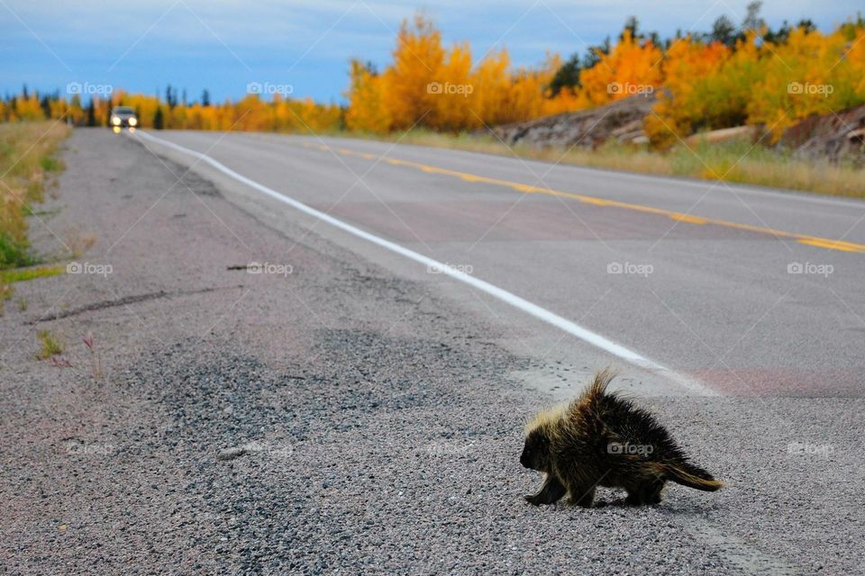 Skunk crossing road 