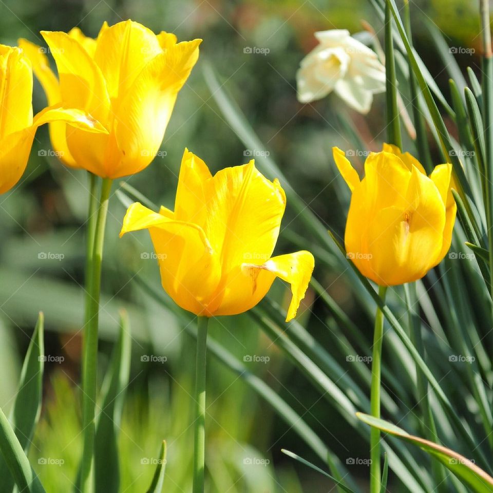 Yellow flowers