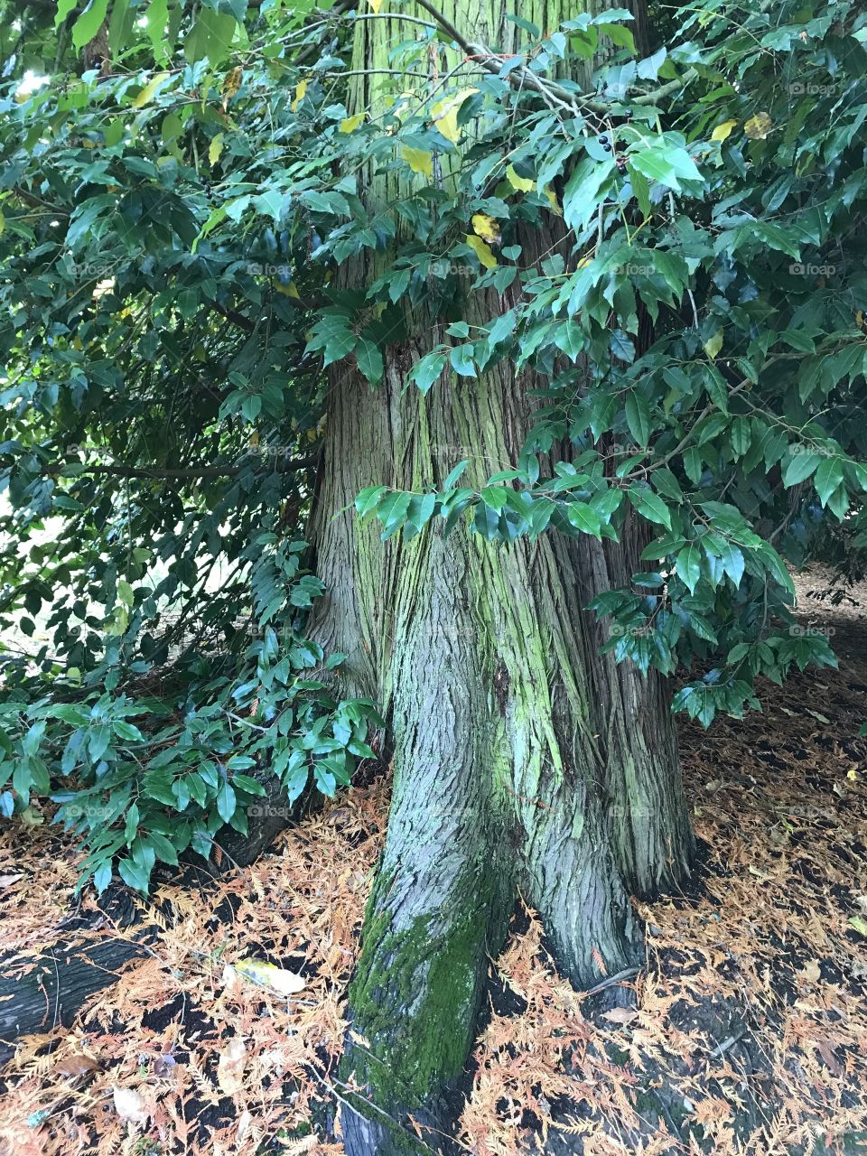 A tree in fall in Seattle
