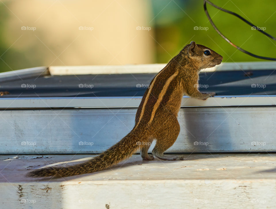 Animal photography  - squirrel- scouting