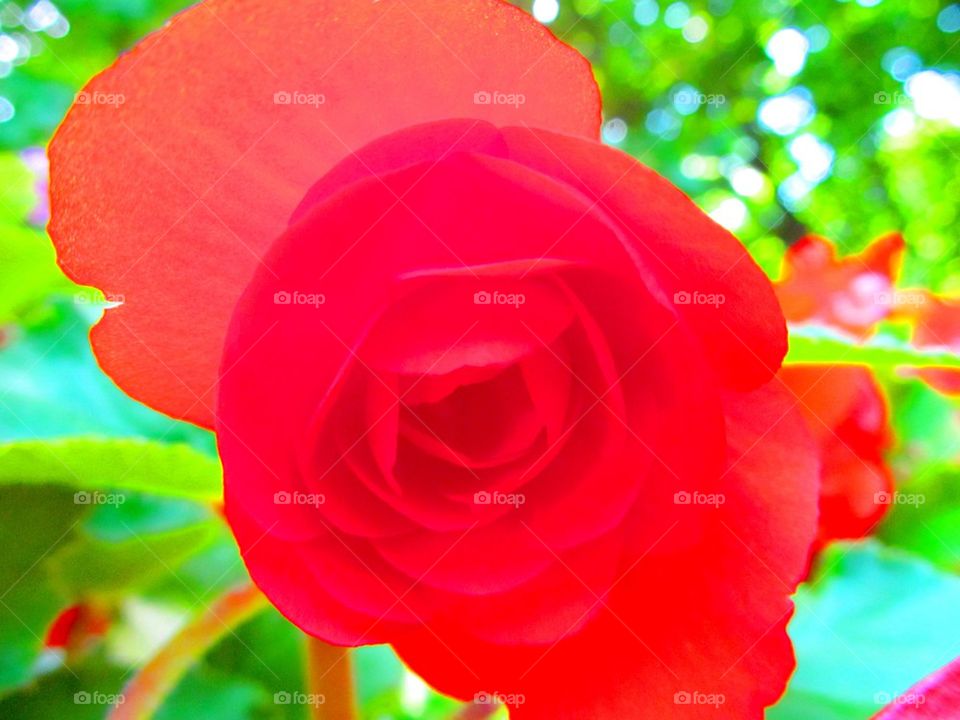 Red backyard flower