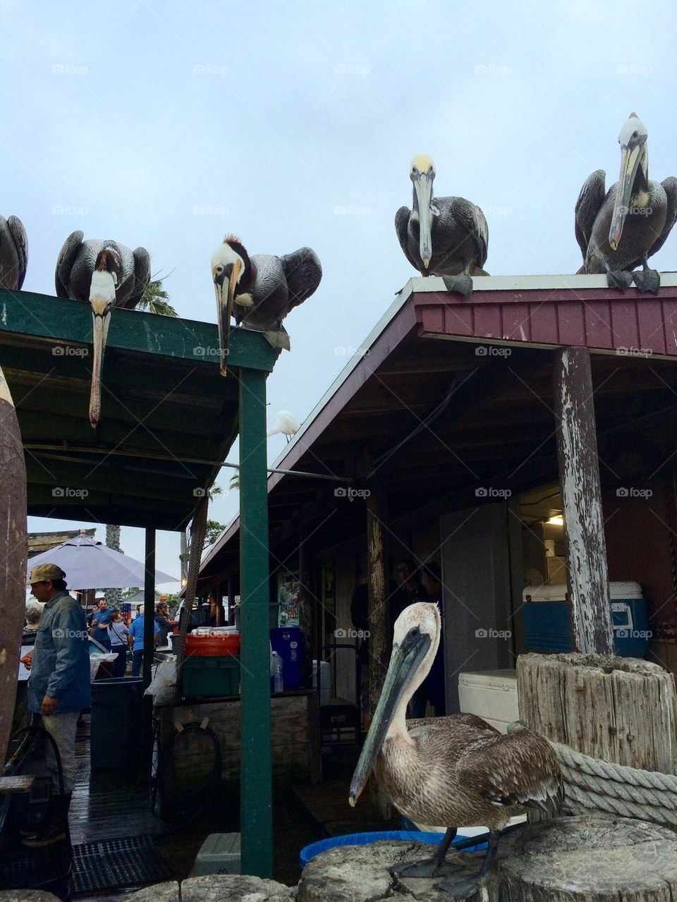 Pelicans begging for scraps