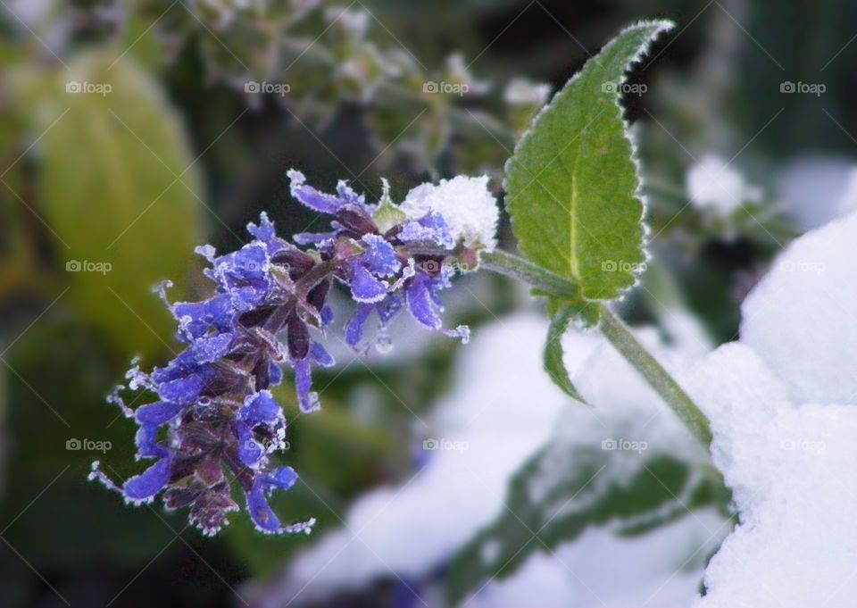 Snowy Salvia