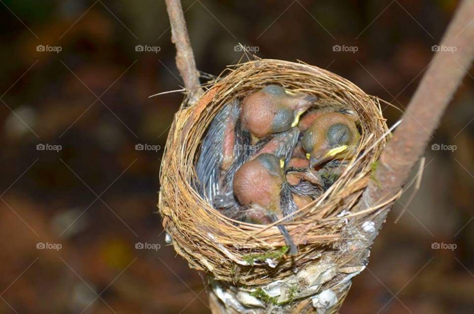 Birds nest in nature.