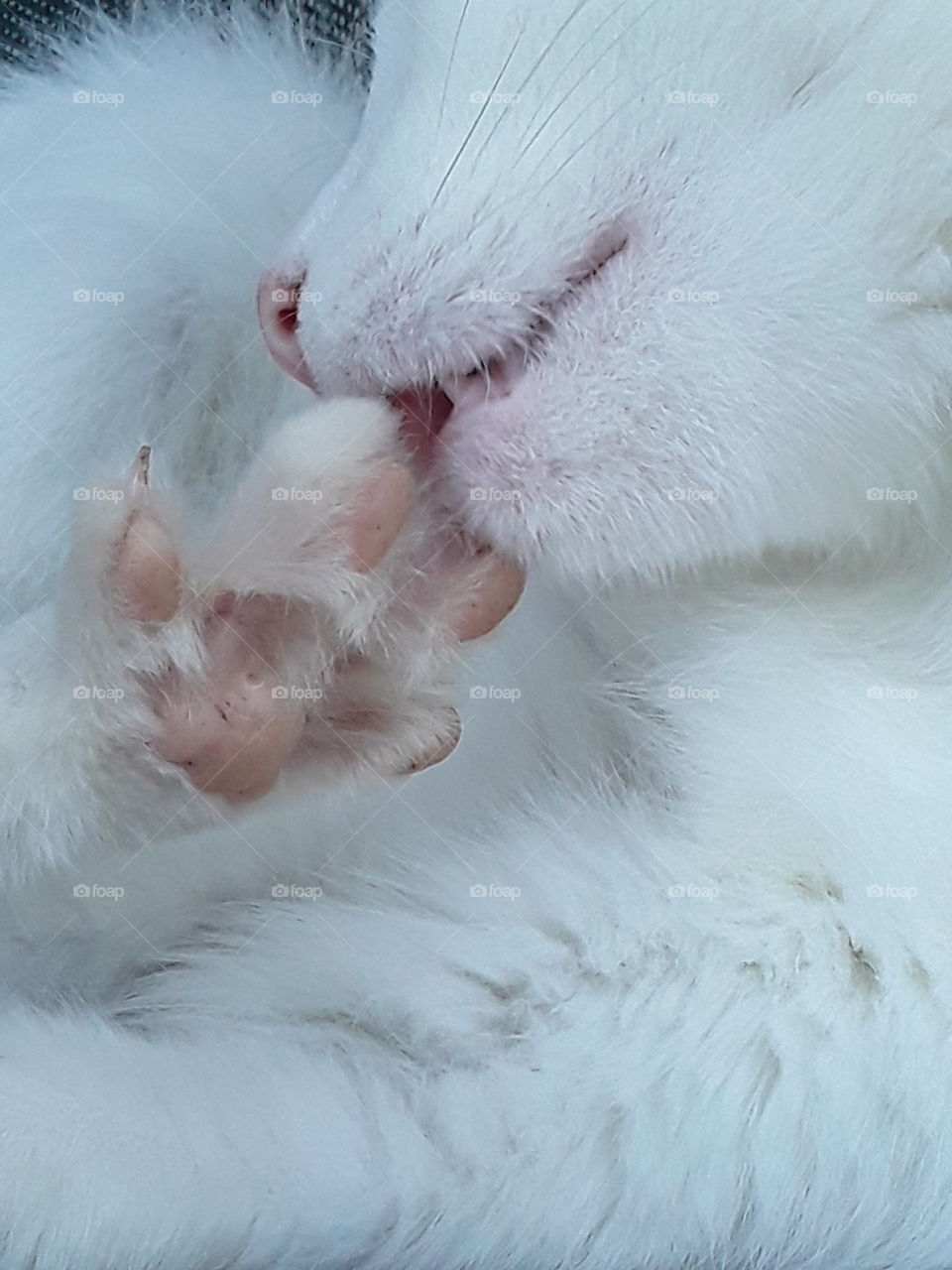 white cat washes its paw