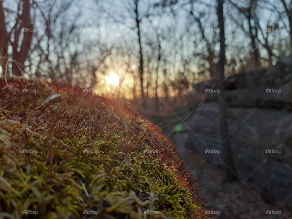 Mossy Sunset