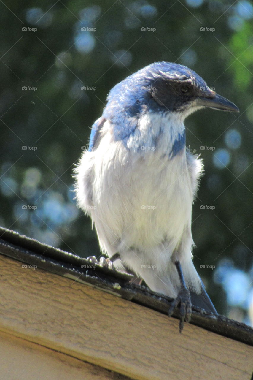 Scrub Jay