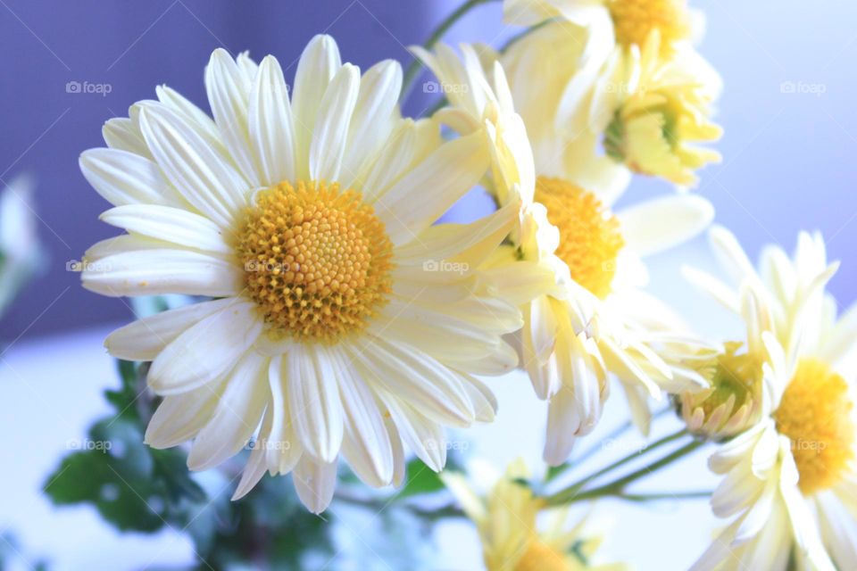 Yellow flowers 💛⚘