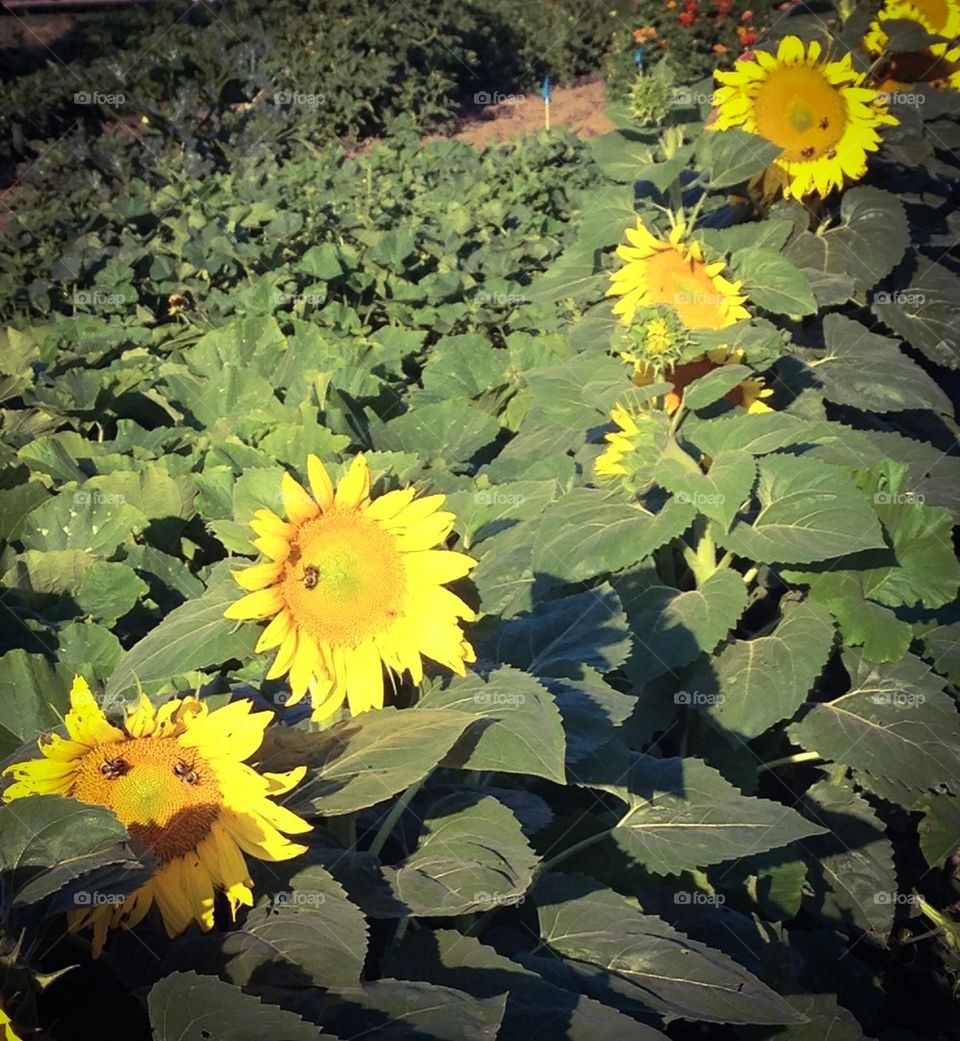 sunflower row