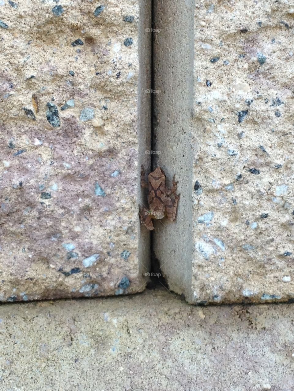Frog on Rocks