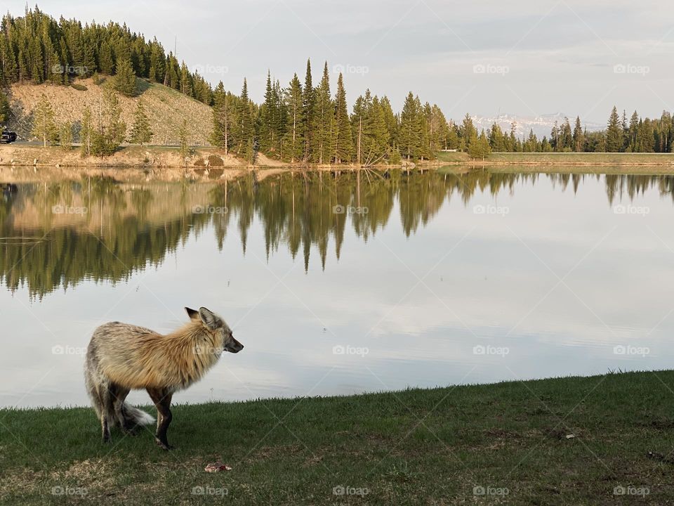 A fox looks around next to a lake in the mountains