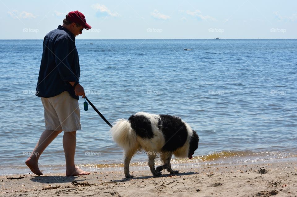 Dog on the Beach