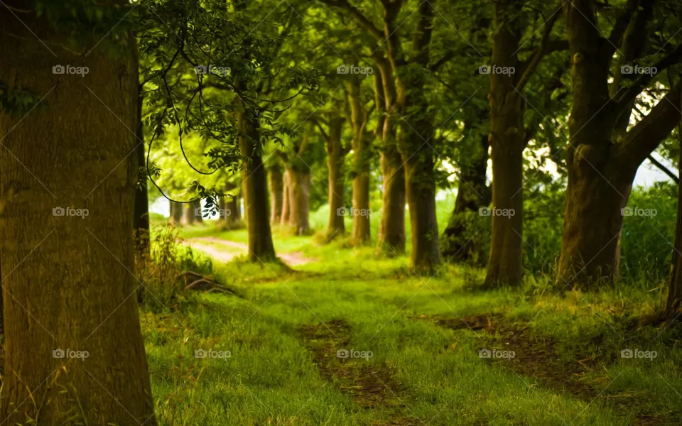 forest
