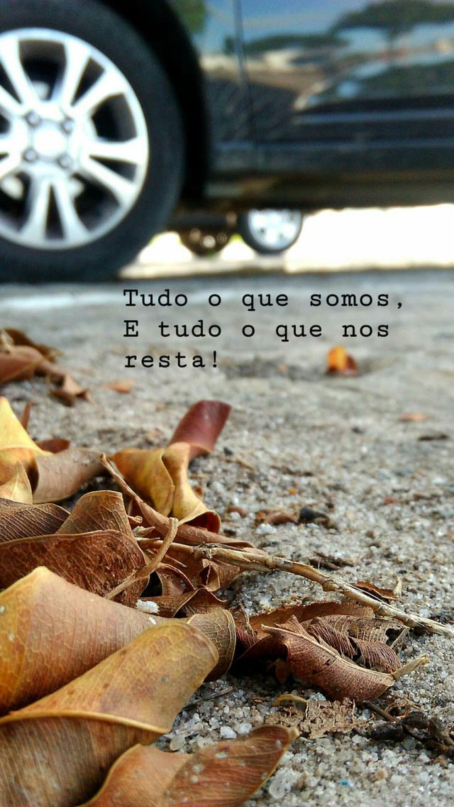 folha seca