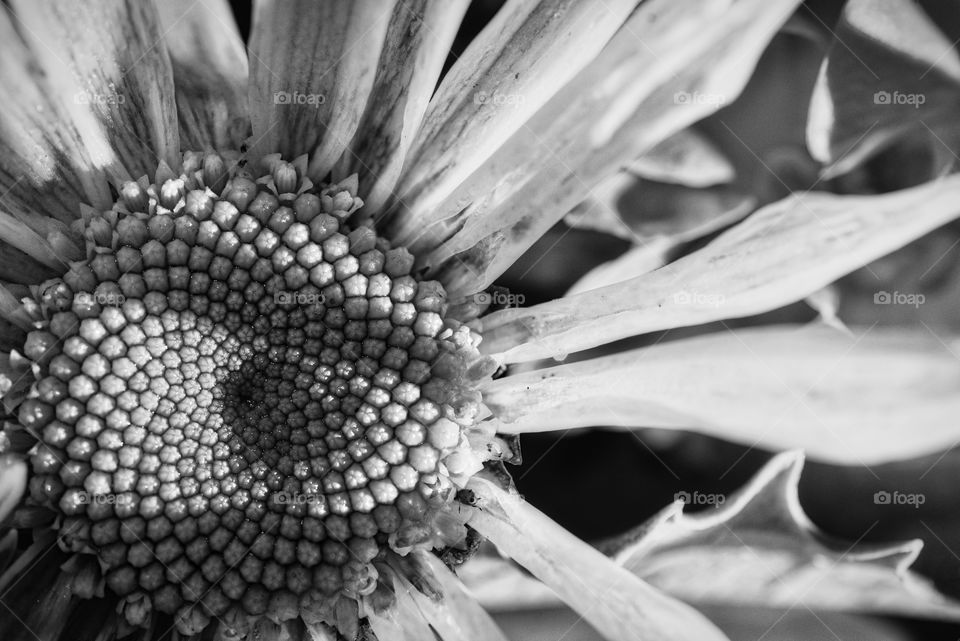 B&w flower