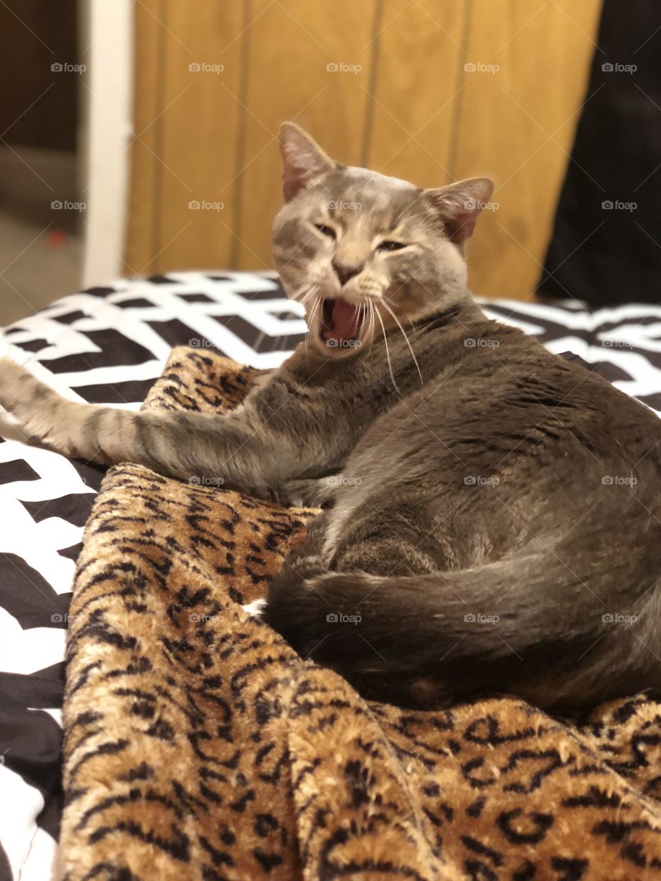 Big yawn from a handsome kitten 