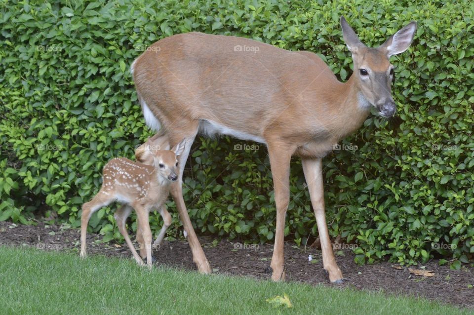 Doe and Fawn