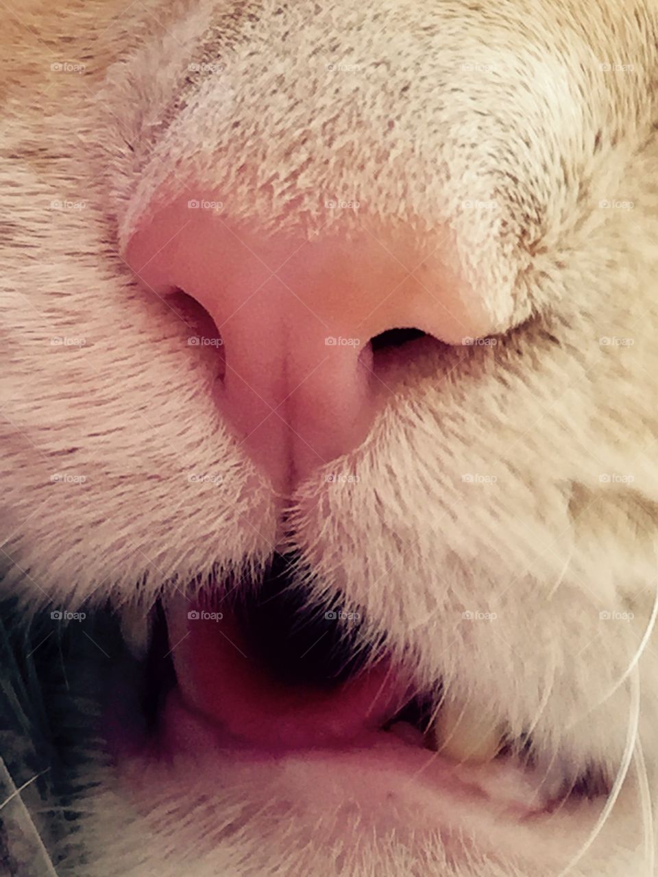 Close up kitty
