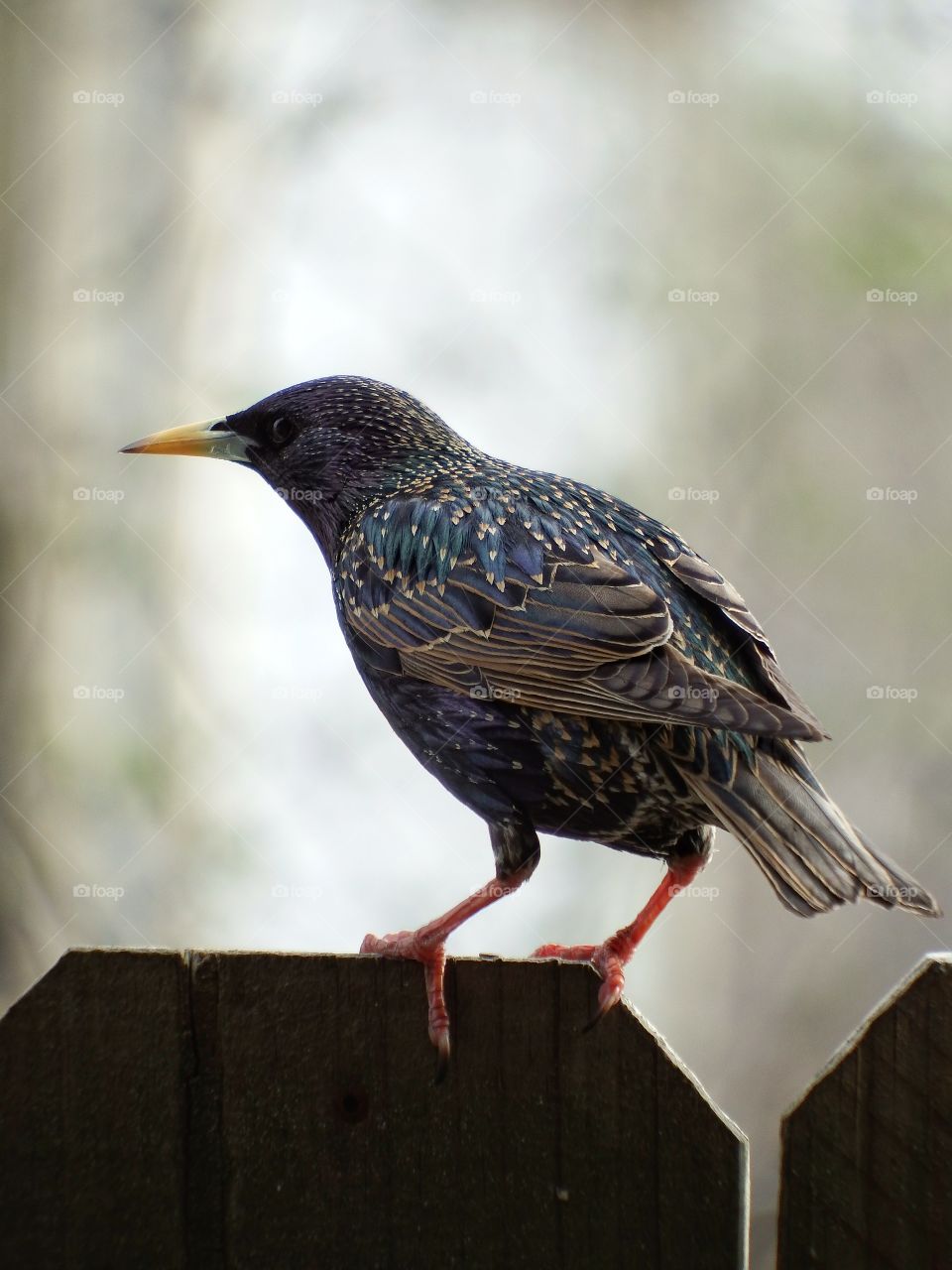 beautiful close up of speckled colorful starling.