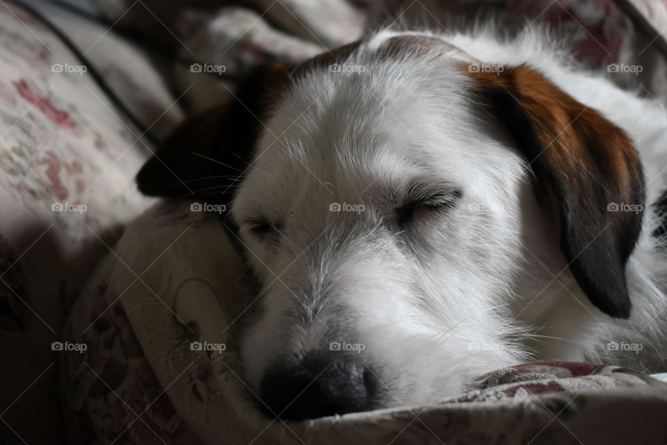 Cute dog taking summer afternoon nap