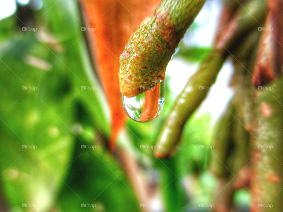 a drop of dew on this morning