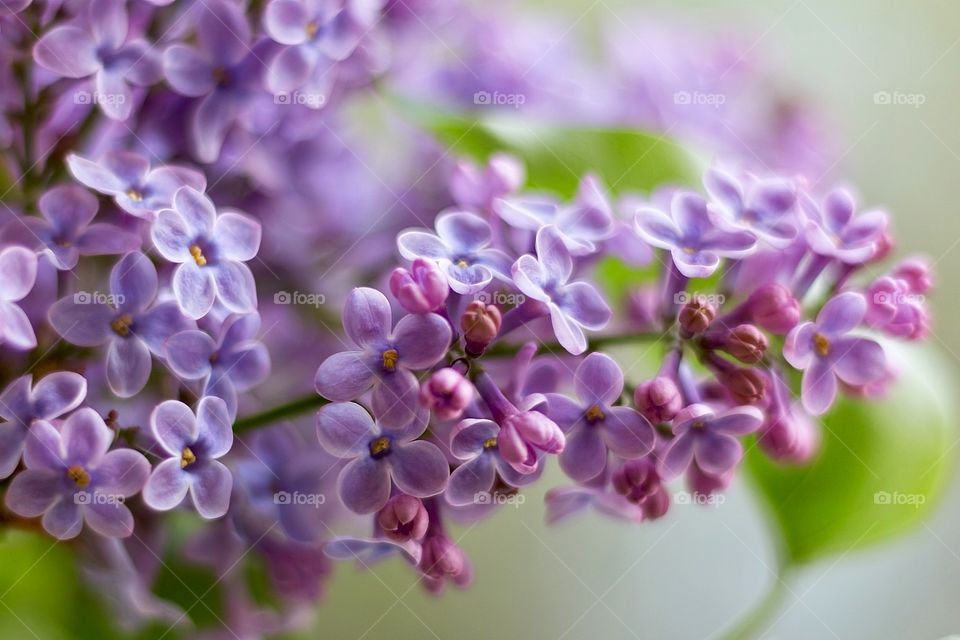 Purple lilac branch - Syringa (lilac)